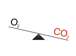 Sauerstoff - Kohlendioxid